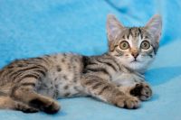 Лот: 9905202. Фото: 5. Котенок, девочка 2 мес.
