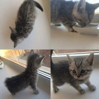 Лот: 7115839. Фото: 4. Котята породы Бритаская (Мальчики... Красноярск