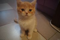 Лот: 13265023. Фото: 2. Шотландские мальчики. Животные и уход