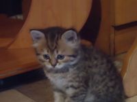Лот: 4262390. Фото: 5. Шикарные Шотлаты. Сделайте себе...