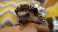 Лот: 15083651. Фото: 2. Карликовый африканский еж от 23... Животные и уход