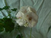 Лот: 5867642. Фото: 2. Пеларгония плющелистная White... Комнатные растения и уход