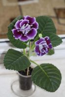 Лот: 3967219. Фото: 2. Глоксиния (фиолетовая махровая... Комнатные растения и уход