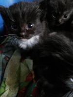 Лот: 4397565. Фото: 3. котята. Растения и животные