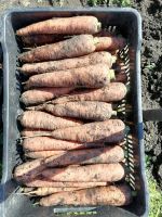 Лот: 19974356. Фото: 2. Морковь со своего огорода. Продукты