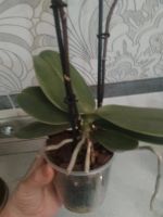 Лот: 9341325. Фото: 4. Орхидея мини-фаленопсис. Красноярск