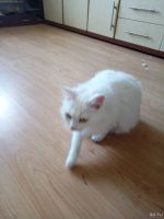Лот: 13395238. Фото: 2. Отдам кошку в связи с переездом... Животные и уход