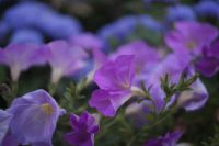 Лот: 2645422. Фото: 2. Olympus f.zuiko auto-s 38 mm f... Фото, видеокамеры, оптика