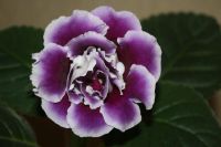 Лот: 3967219. Фото: 5. Глоксиния (фиолетовая махровая...