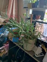 Лот: 25885783. Фото: 2. Алоэ растение лекарственное больше... Комнатные растения и уход