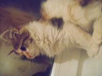 Лот: 3870054. Фото: 2. Отдадим Котенка. Животные и уход
