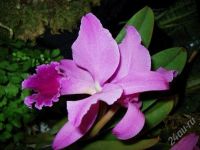 Лот: 809135. Фото: 3. орхидея каттлея 4. Растения и животные