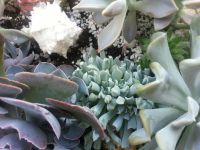 Лот: 10048132. Фото: 2. Эхеверия 2. Комнатные растения и уход