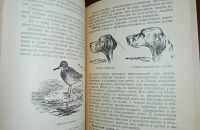 Лот: 24890275. Фото: 5. Охота на болотную и луговую дичь...