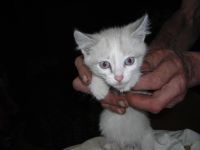 Лот: 7938185. Фото: 5. Котята