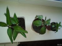 Лот: 8277675. Фото: 2. Каланхое лечебный, молодое растение. Комнатные растения и уход