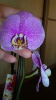 Лот: 3535408. Фото: 2. орхидея фаленопсис № 34 (точечная... Комнатные растения и уход