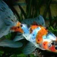 Лот: 16202696. Фото: 3. Золотая рыбка «Шубункин» (Carassius... Растения и животные