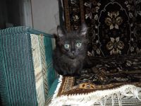Лот: 4691567. Фото: 3. Котята в хорошие руки. Растения и животные