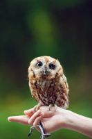 Лот: 10891826. Фото: 2. Canon 550D + батарейный блок. Фотокамеры