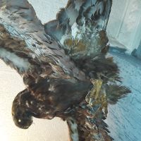 Лот: 19279648. Фото: 3. чучело орлана . размах крыльев... Коллекционирование, моделизм