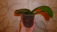 Лот: 6226349. Фото: 2. орхидея фаленопсис миди(М4). Комнатные растения и уход