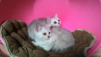Лот: 7584450. Фото: 5. Британские котята, крупные мальчики
