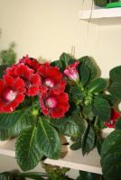 Лот: 4352625. Фото: 3. Глоксиния красная с горшком (цветут... Растения и животные