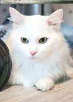 Лот: 7311762. Фото: 2. Отдается шикарный пушистый котик... Животные и уход