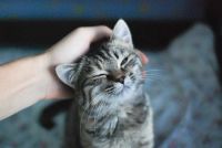 Лот: 16314233. Фото: 2. Присмотрю за вашим питомцем, пока... Животные и уход