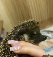 Лот: 20755956. Фото: 7. Животные