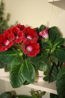 Лот: 4352625. Фото: 4. Глоксиния красная с горшком (цветут... Красноярск