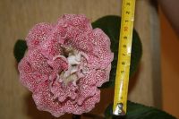 Лот: 4182861. Фото: 2. Глоксиния Ситец красный махровый... Комнатные растения и уход