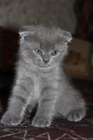 Лот: 4318106. Фото: 2. Британский котенок, мальчик, вислоухий... Животные и уход