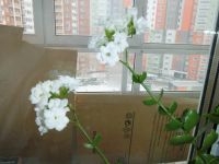 Лот: 2840130. Фото: 4. Каланхоэ декоративный , цветет... Красноярск