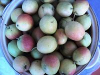 Лот: 8074605. Фото: 2. Груша садовая. Продукты