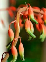 Лот: 19976410. Фото: 6. Гастерия пятнистая /Gasteria maculata