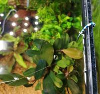 Лот: 4878832. Фото: 5. Bucephalandra sp.Blue devil...