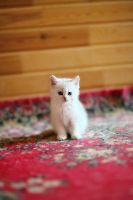 Лот: 4230468. Фото: 5. Британский котёнок 2,5 мес