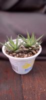 Лот: 2946217. Фото: 5. Хавортия полосатая (Haworthia...