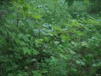 Лот: 9673639. Фото: 5. Клён сахарный ( Acer saccharum...