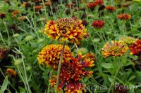 Лот: 12848033. Фото: 4. Семена гайлардии "Лоренцзиана... Красноярск