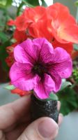 Лот: 11382659. Фото: 5. Petunia pendula Merlot. Вегетативная...