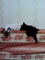 Лот: 6668909. Фото: 2. Хорошенький котик. Животные и уход