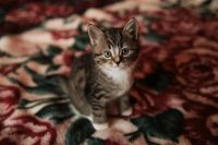 Лот: 4513438. Фото: 3. Продам британского котёнка (мальчик... Растения и животные