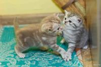 Лот: 9609834. Фото: 7. Британские котята