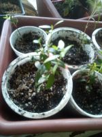 Лот: 11924740. Фото: 4. мирт 4. Красноярск