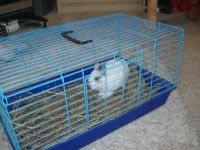 Лот: 5730856. Фото: 3. Кролик декоративный мраморный. Растения и животные