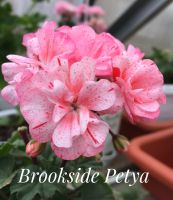 Лот: 11981283. Фото: 3. Пеларгония “Brookside Petya». Растения и животные
