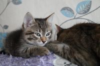 Лот: 7299804. Фото: 3. Очаровательный котёнок!!!. Растения и животные